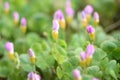 Wood Sorrel, Oxalis Depressa, Lilac Budding Flowers